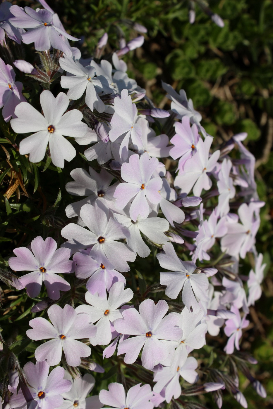 Image of Phlox subulata specimen.