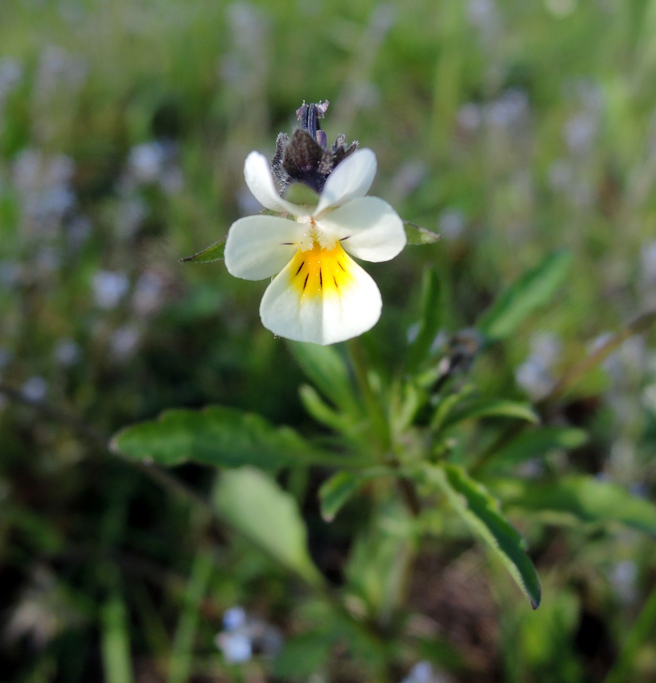 Image of Viola arvensis specimen.