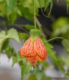 Abutilon pictum. Цветок. Перу, регион Куско, провинция Урубамба, Machupicchu pueblo, берег р. Aguas Calientes. 19.10.2019.