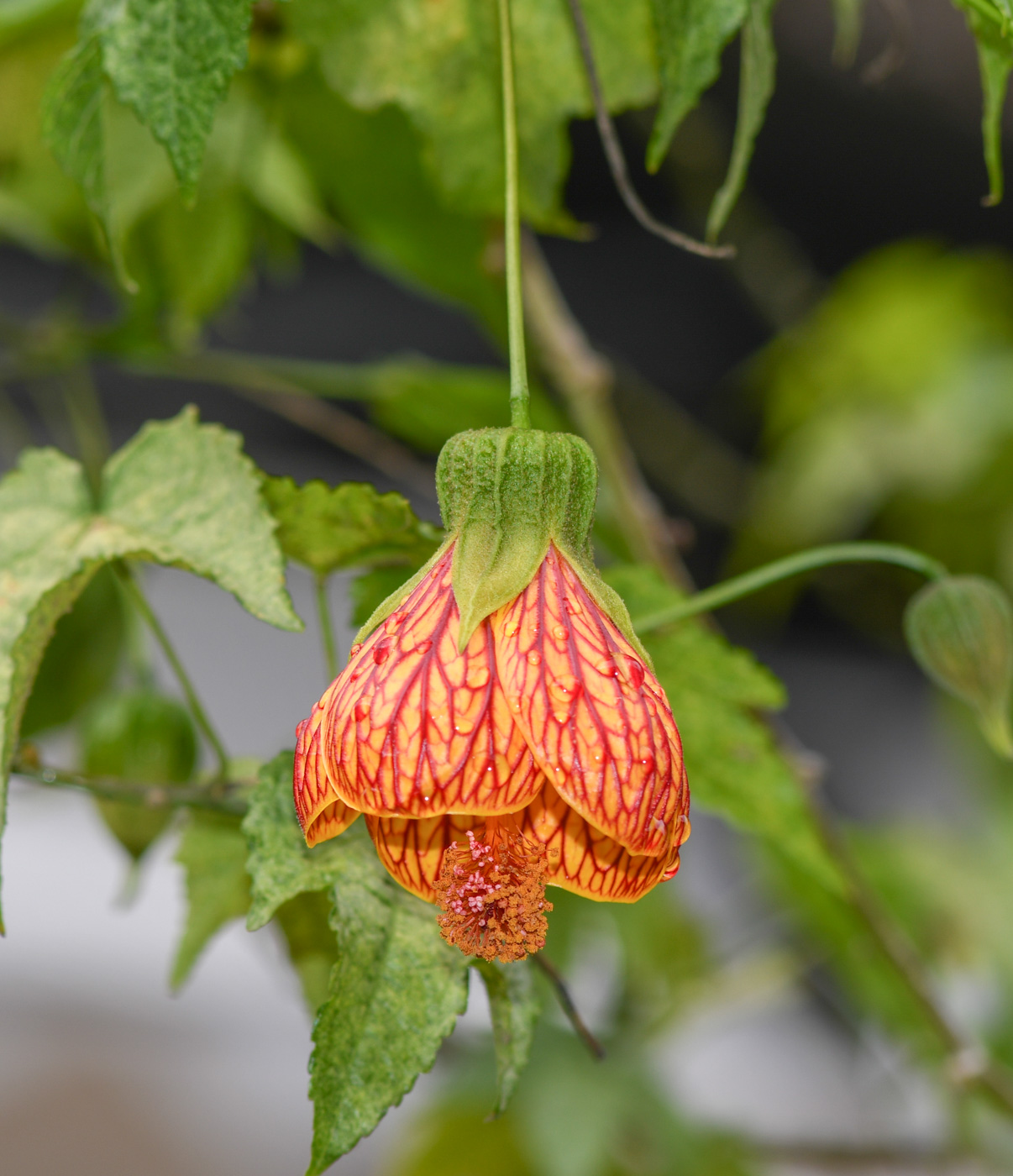 Изображение особи Abutilon pictum.