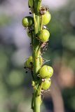 Eremurus fuscus. Часть соплодия. Южный Казахстан, Таласский Алатау, ущелье Коксай, 2600 м н.у.м. 20.07.2010.