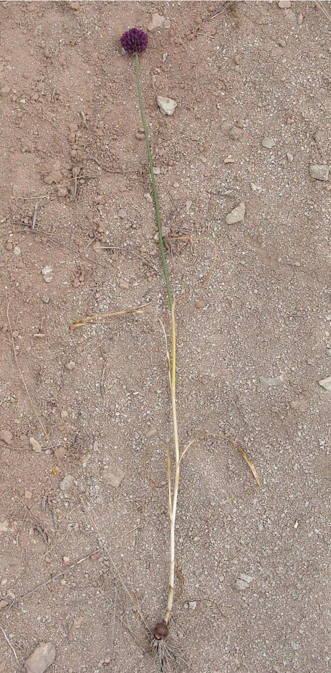 Image of genus Allium specimen.