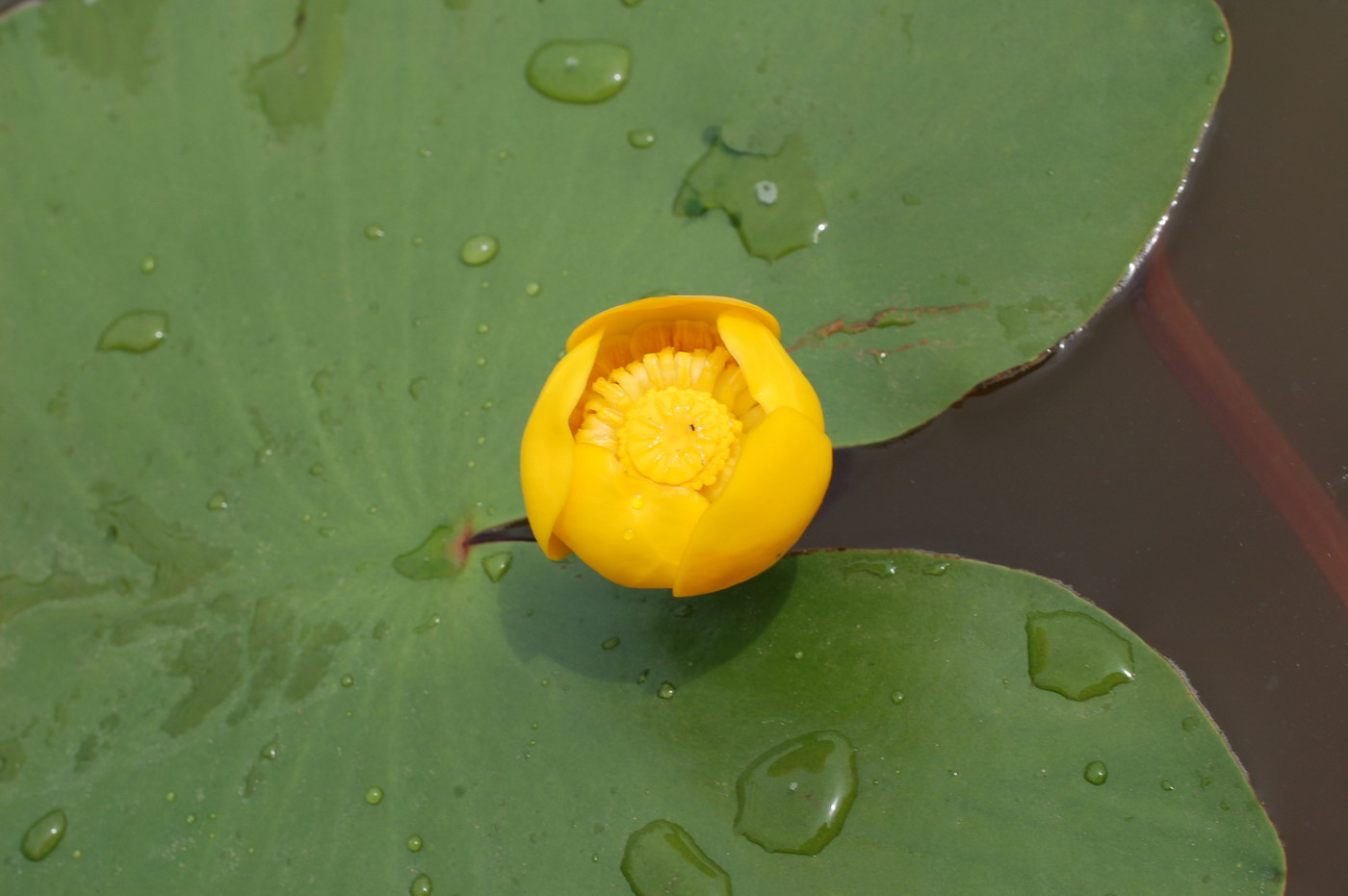 Image of Nuphar lutea specimen.