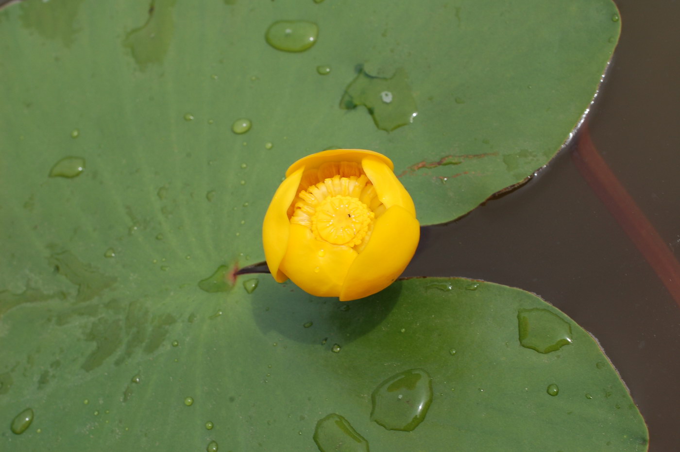 Изображение особи Nuphar lutea.