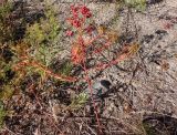 genus Euphorbia. Плодоносящее растение в осенней окраске. Украина, г. Запорожье, восточная окраина, долина р. Мокрая Московка, левый берег, у основания холма, возле дороги. 11.07.2020.