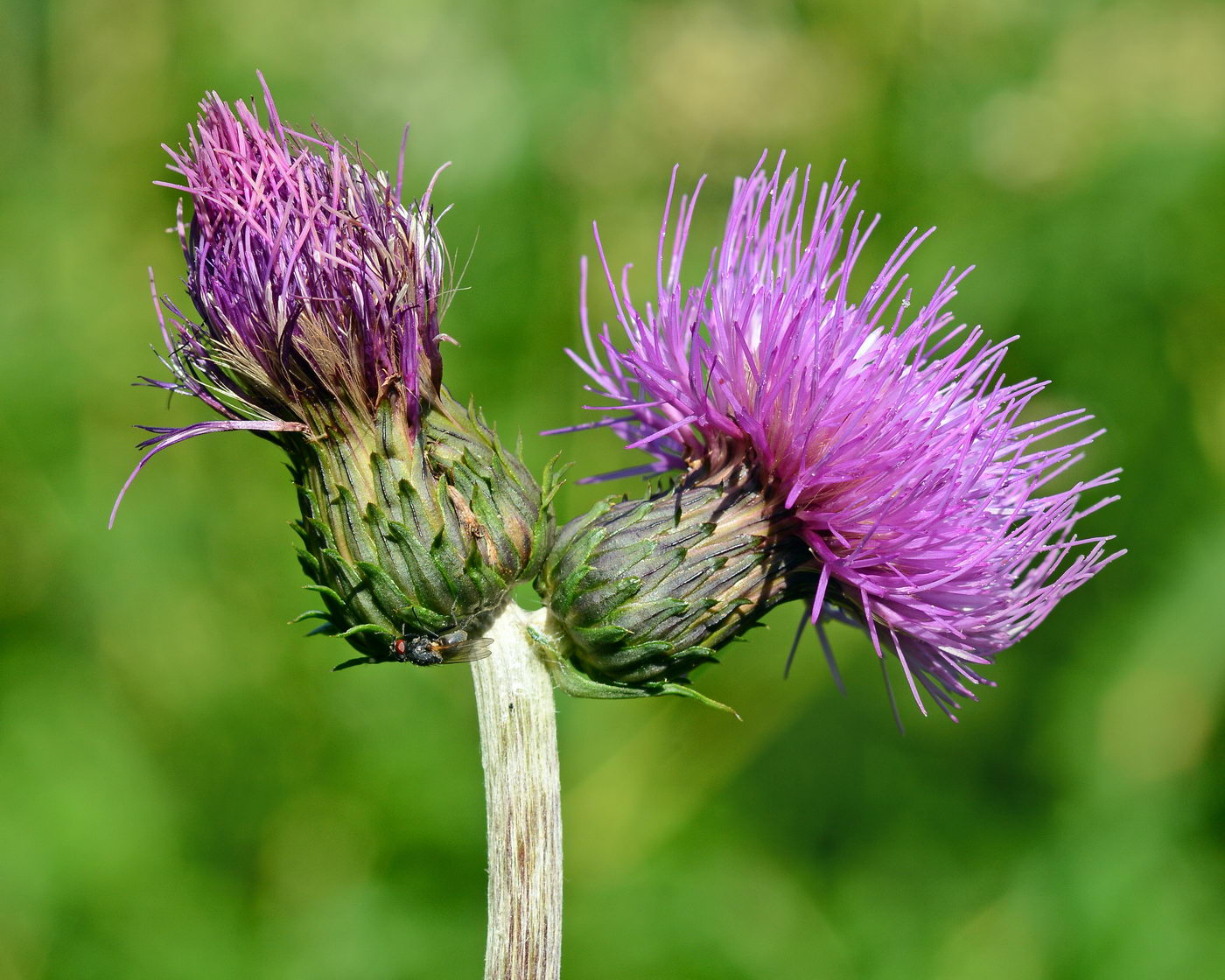 Image of Cirsium heterophyllum specimen.