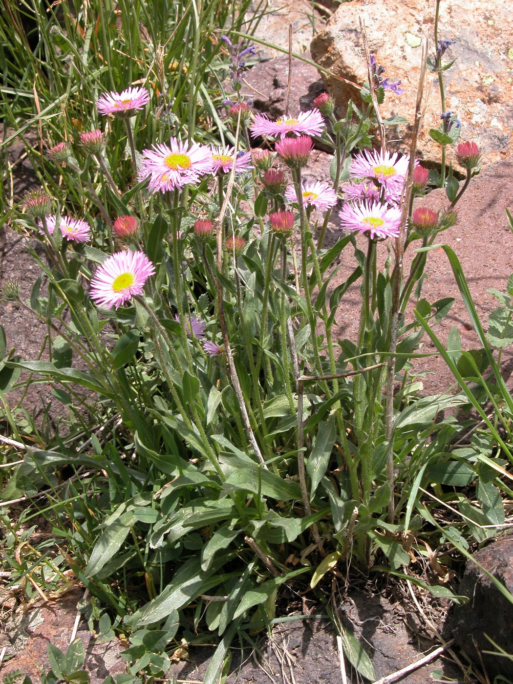 Изображение особи род Erigeron.