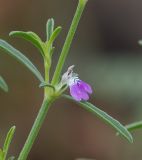 Image of taxon representative. Author is Татьяна Мальчинская