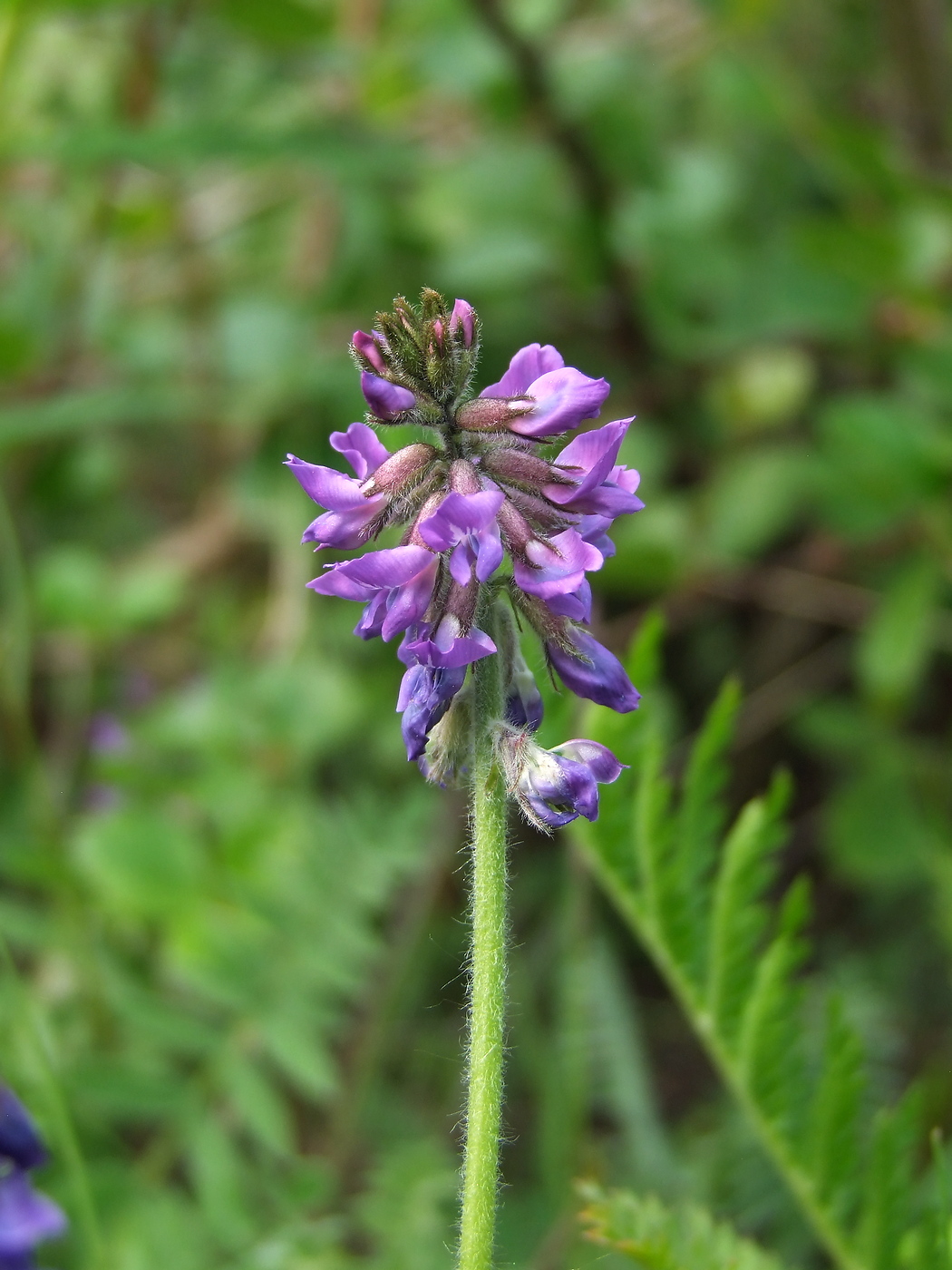 Изображение особи Oxytropis deflexa.