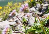 Erigeron alpinus