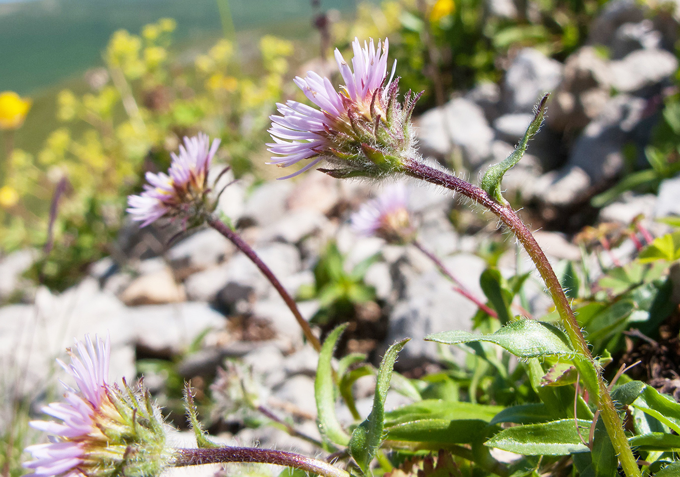 Image of Erigeron alpinus specimen.