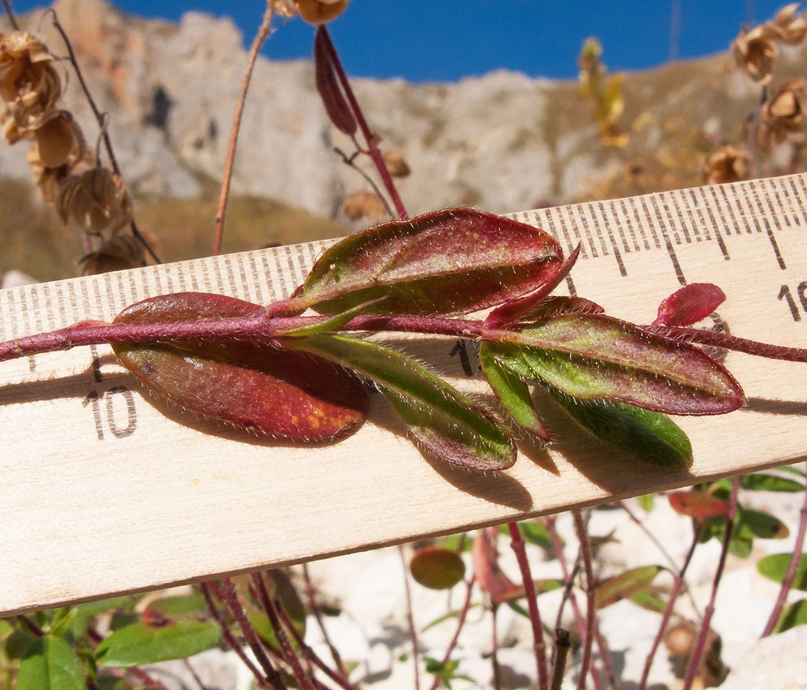 Image of Helianthemum ovatum specimen.