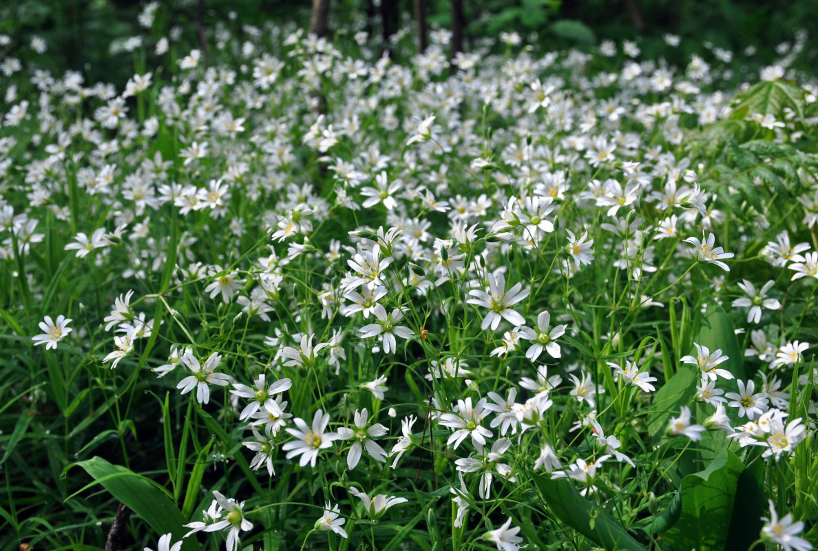 Изображение особи Stellaria holostea.