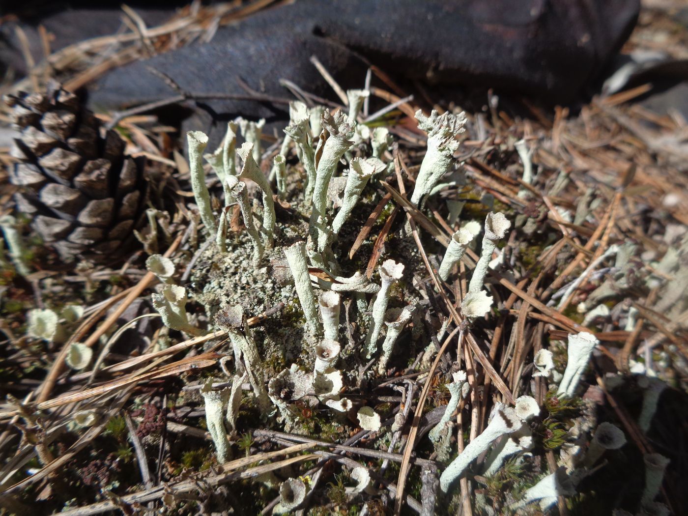 Изображение особи род Cladonia.