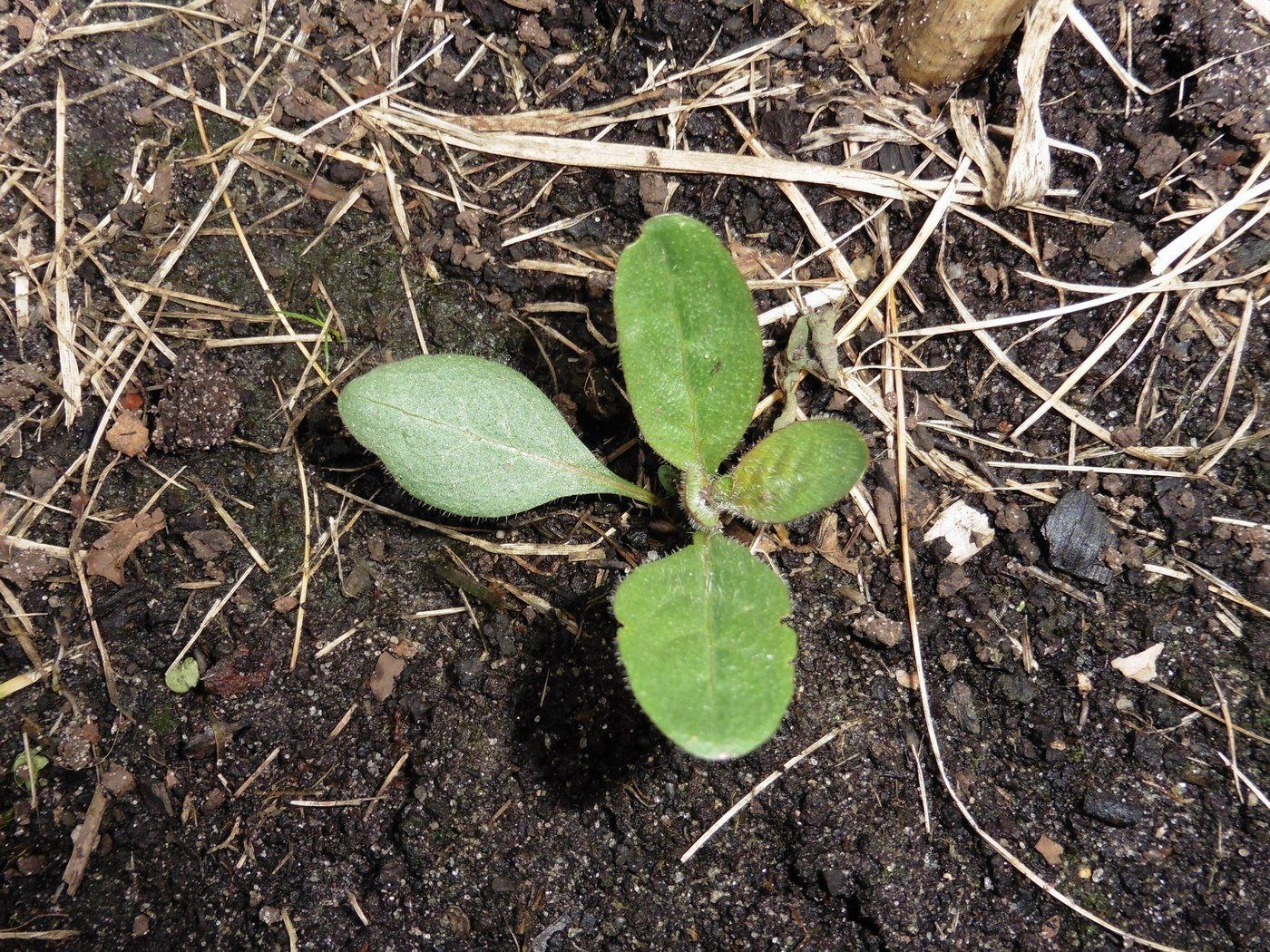 Image of genus Oenothera specimen.