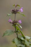 Clinopodium caucasicum