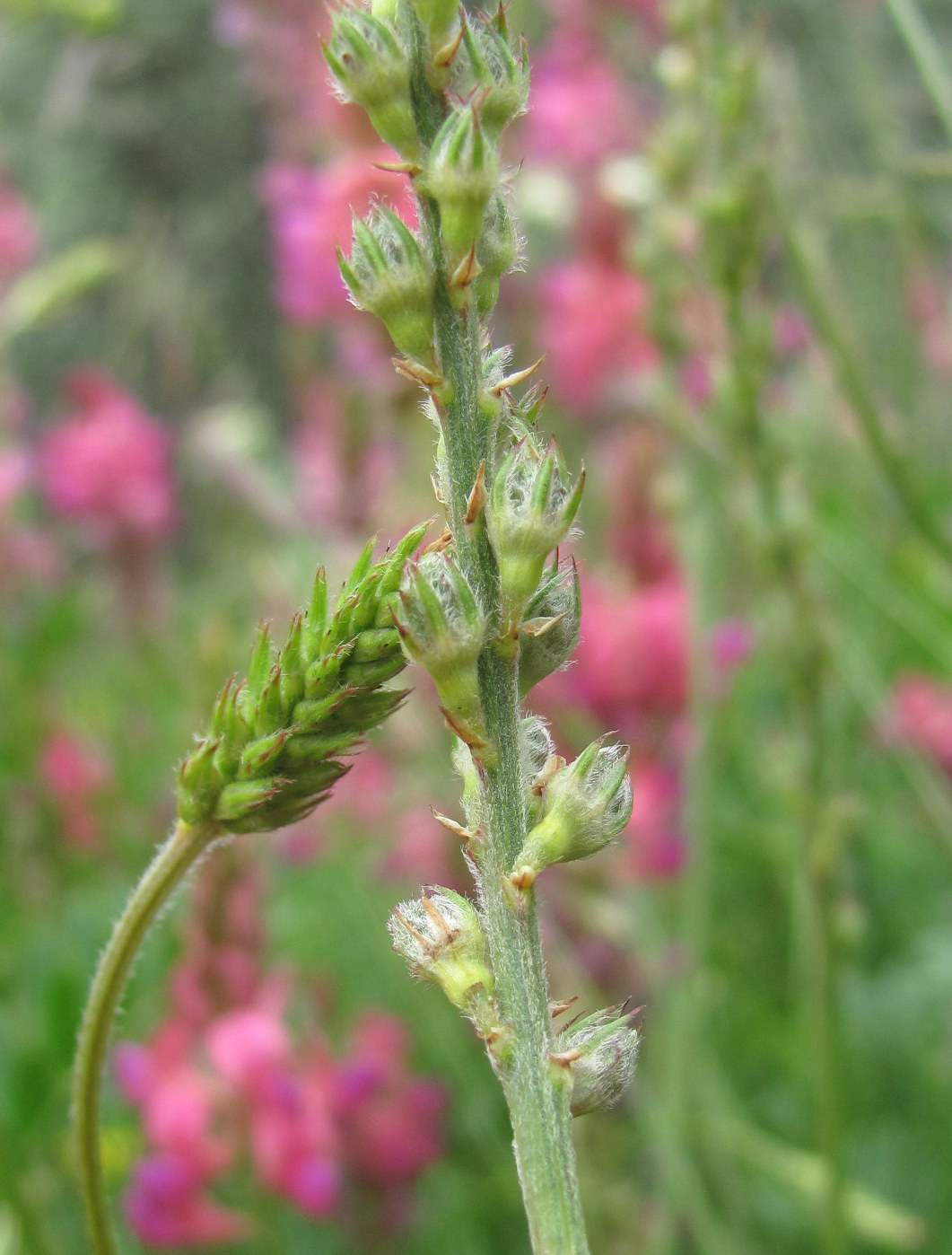 Изображение особи Onobrychis biebersteinii.