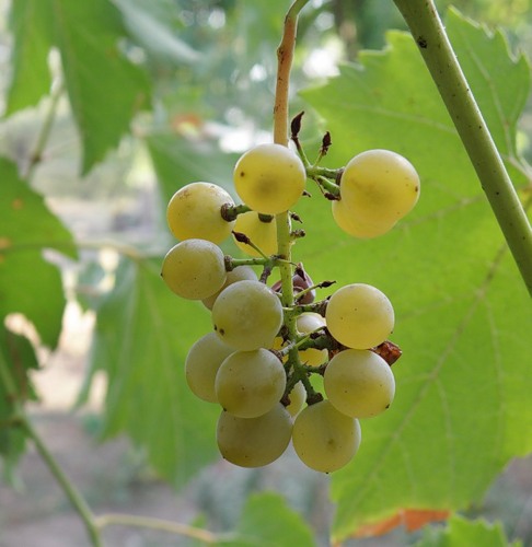 Изображение особи Vitis vinifera.