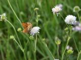 Knautia arvensis. Верхушка цветущего растения с кормящейся бабочкой. Саратовская обл., Хвалынский р-н, окр. г. Хвалынск, Хвалынский горнолыжный курорт, луг на склоне горы. 18.06.2019.