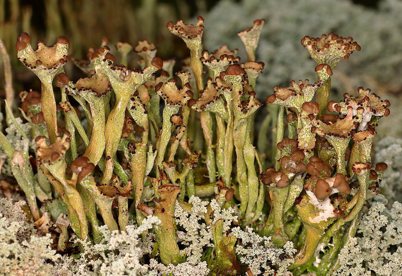 Изображение особи Cladonia gracilis ssp. turbinata.