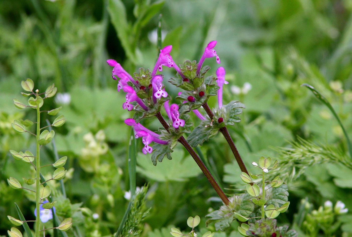 Image of Lamium amplexicaule specimen.