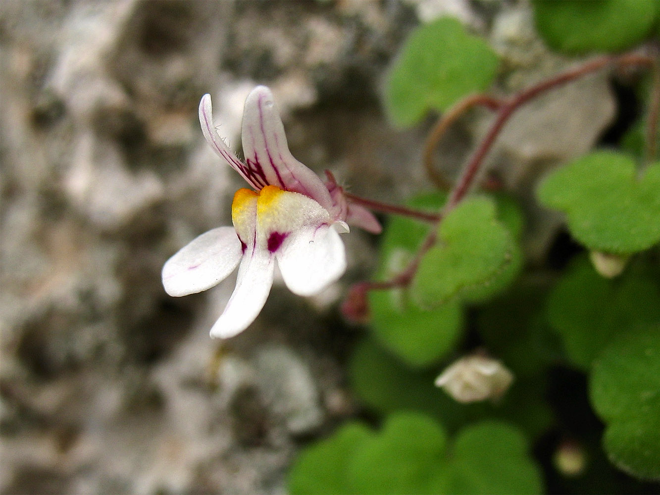 Image of Cymbalaria acutiloba ssp. dodekanesi specimen.