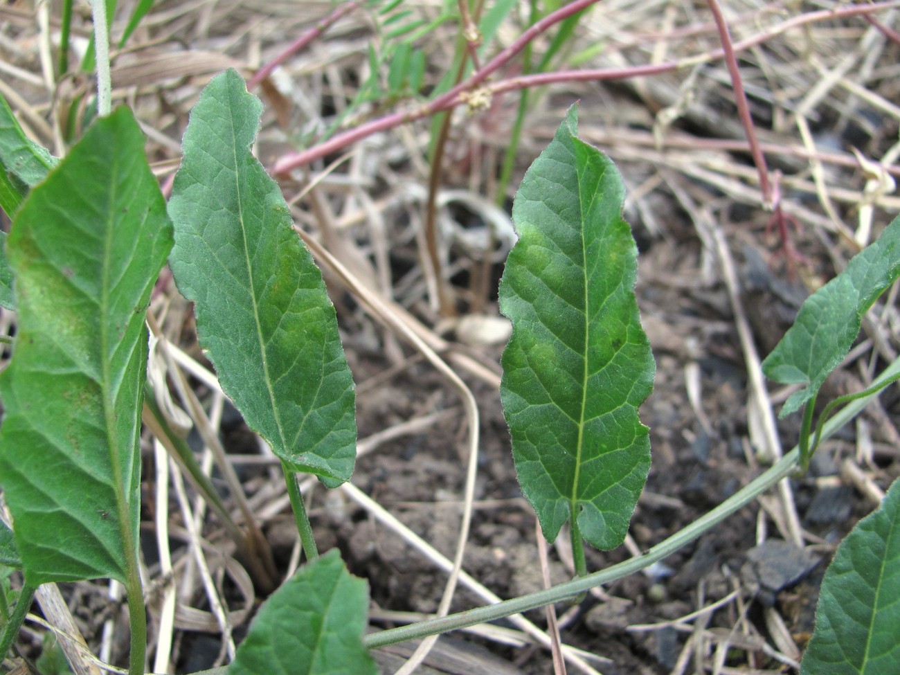 Image of Convolvulus arvensis specimen.