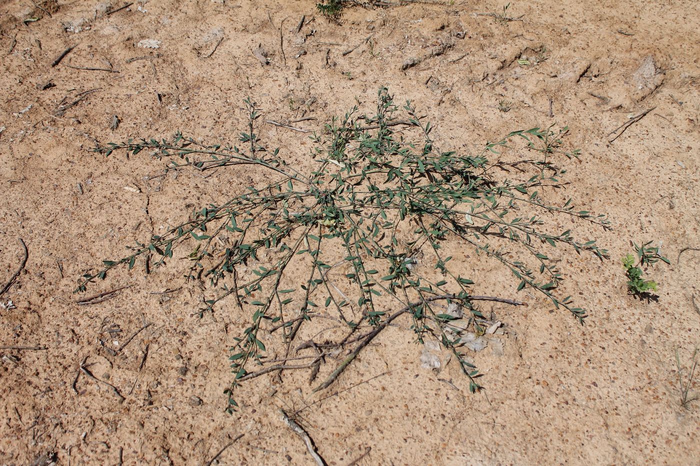 Image of Polygonum aviculare specimen.