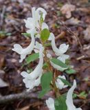 Corydalis caucasica. Соцветие. Краснодарский край, Крымский р-н, окр. станицы Неберджаевская, ур. Глубокий Яр, дубово-грабовый лес. 03.04.2021.