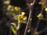 Alyssum turkestanicum variety desertorum. Верхушка побега с цветками. Окраина г. Донецк, склон степной балки. 25.04.2021.