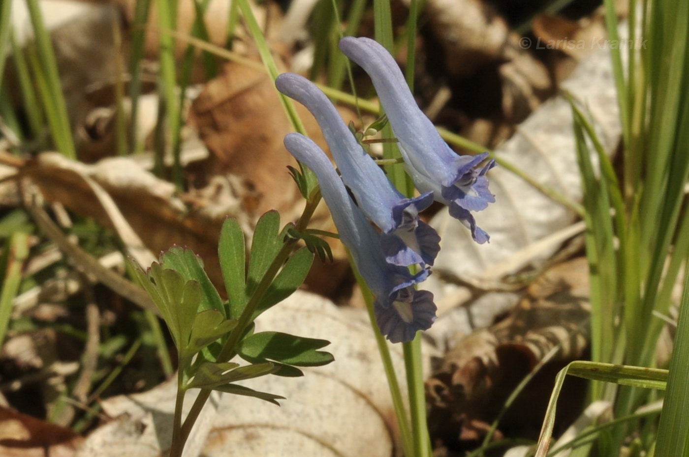 Image of genus Corydalis specimen.