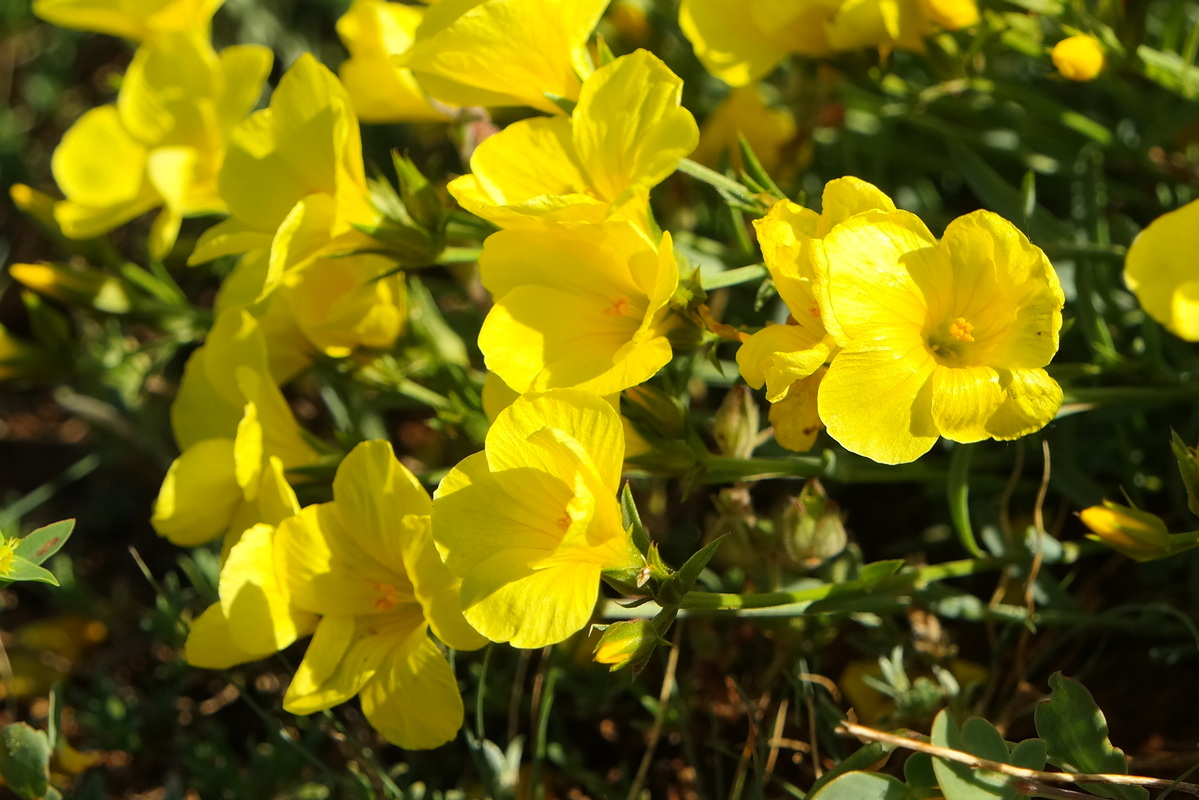 Изображение особи Linum tauricum.