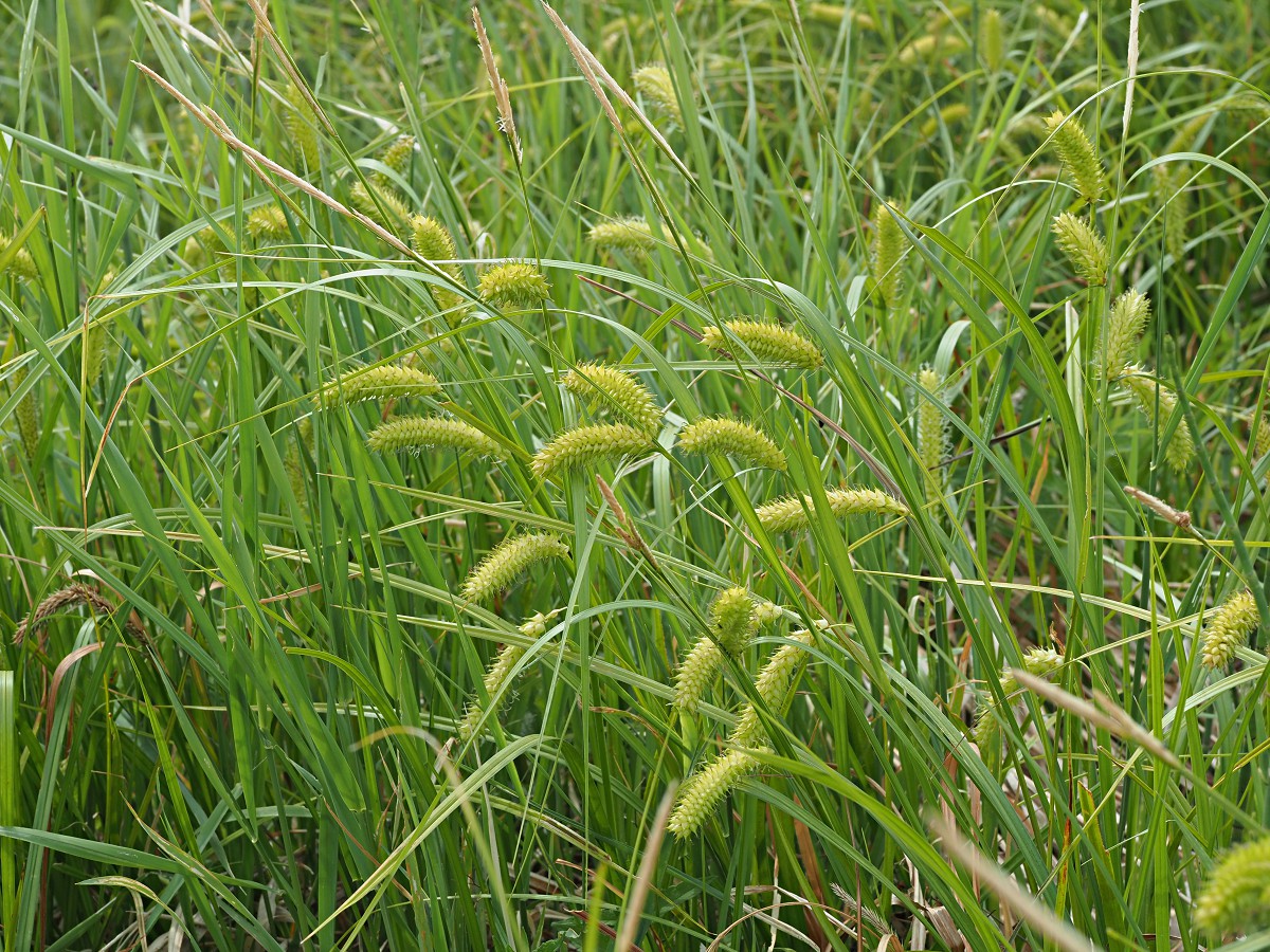 Изображение особи Carex vesicaria.