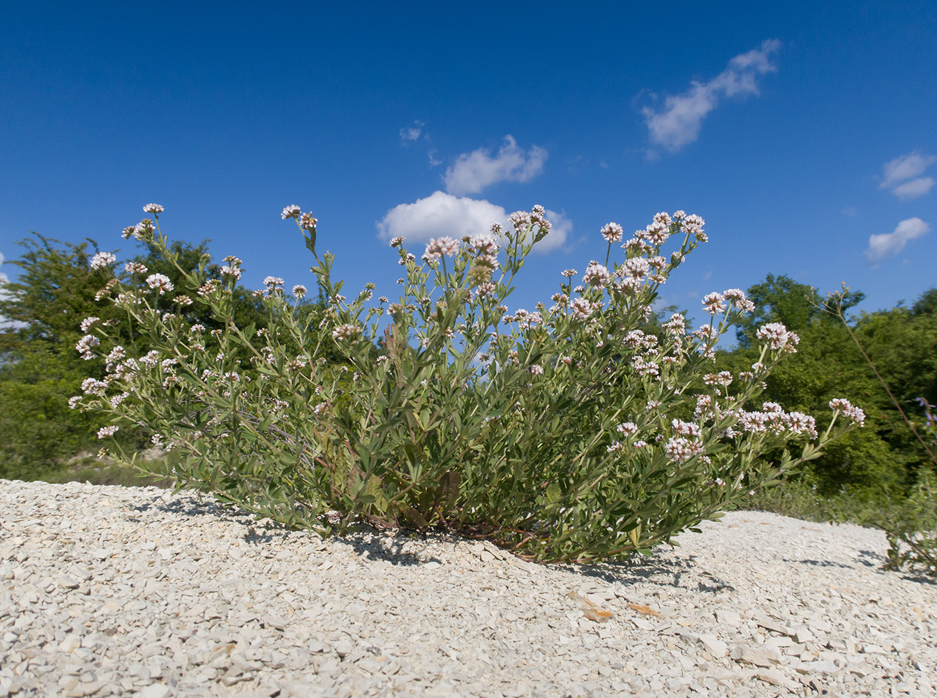 Изображение особи Dorycnium herbaceum.