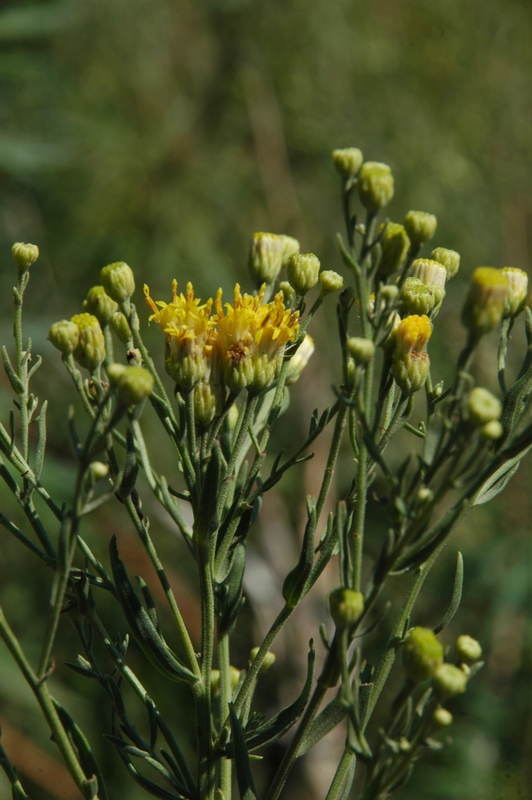 Изображение особи Galatella biflora.