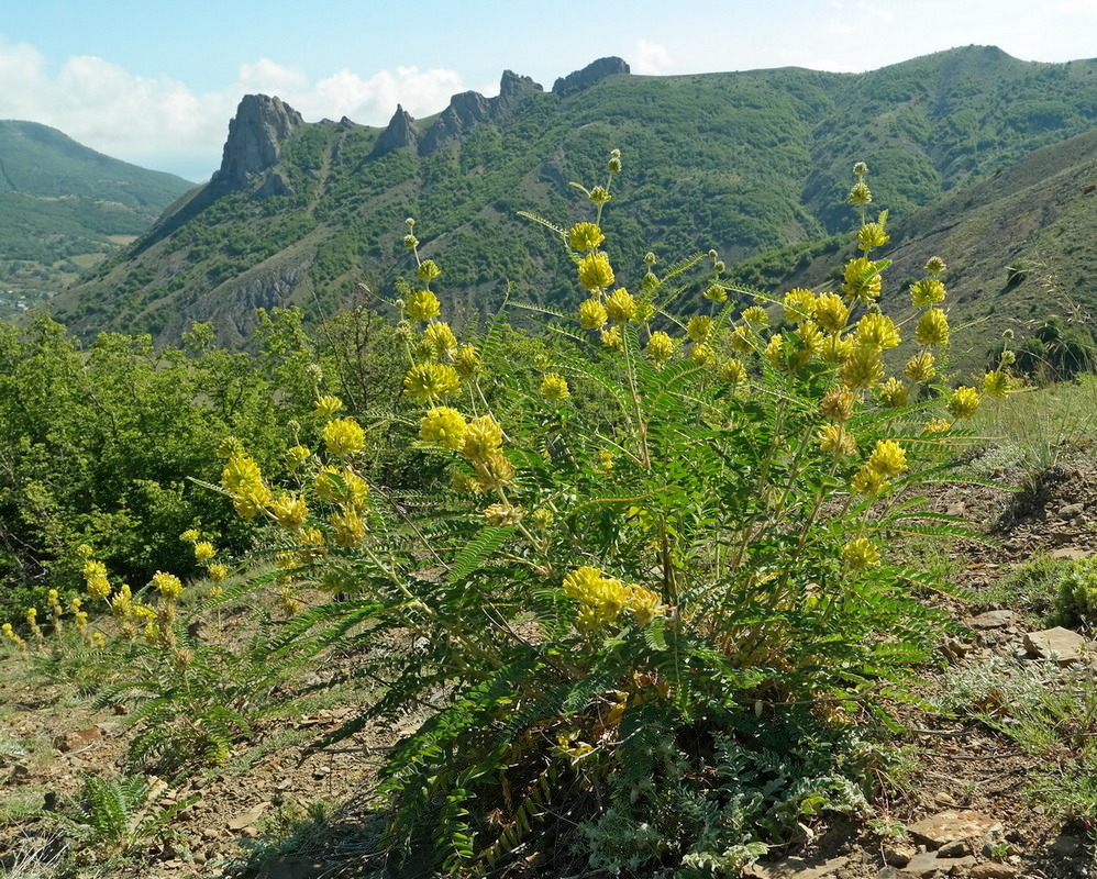 Изображение особи Astragalus ponticus.