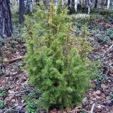 Juniperus communis. Молодое растение в смешанном лесу. Чувашия, окр. г. Шумерля, лесной массив \"Торф\". 3 мая 2005 г.