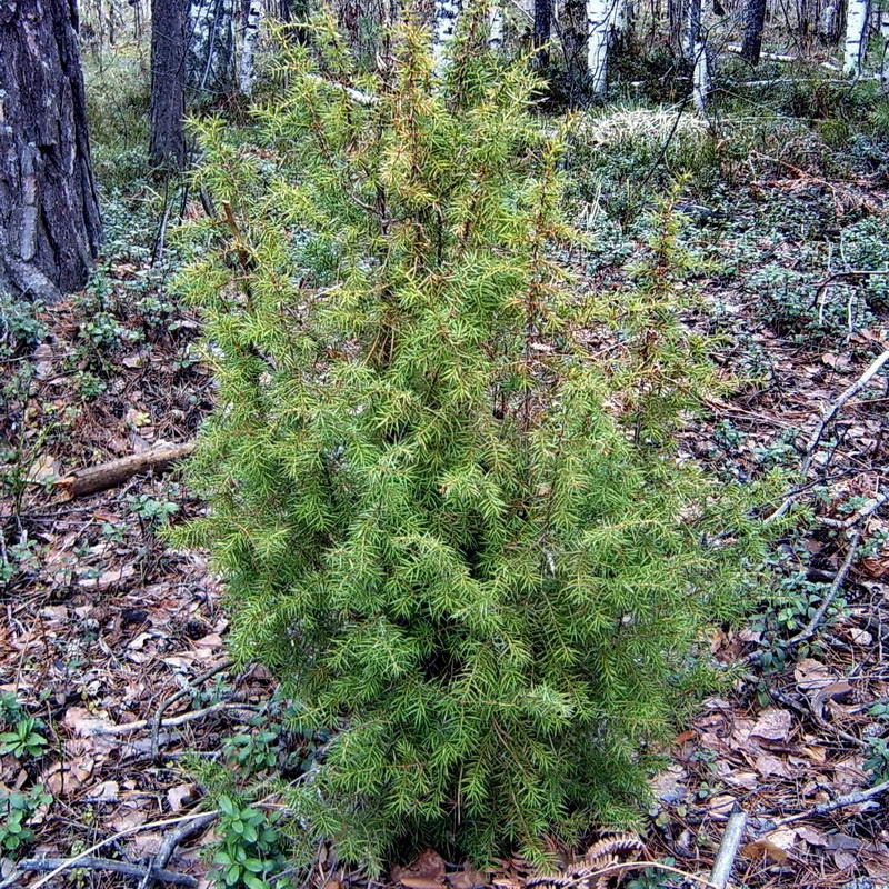 Изображение особи Juniperus communis.