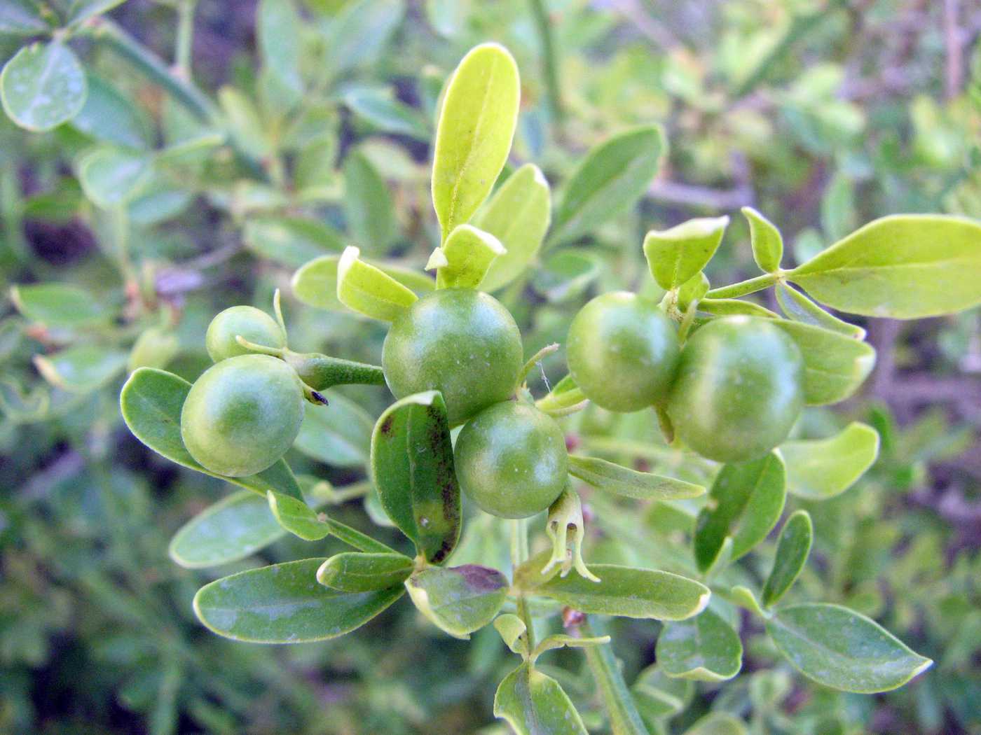 Image of Jasminum fruticans specimen.