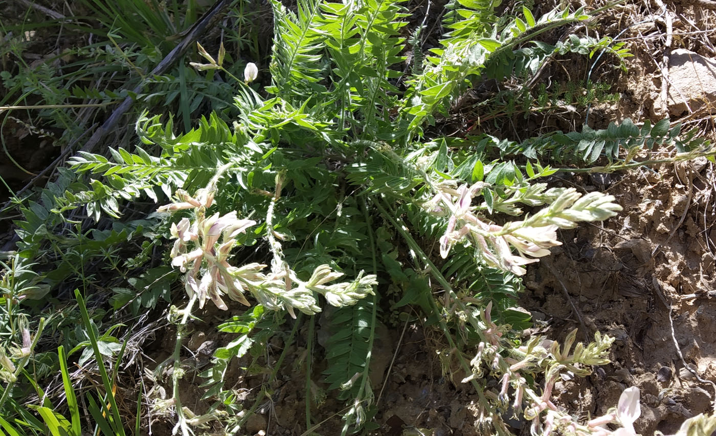 Изображение особи Oxytropis baissunensis.