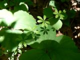 Galium triflorum