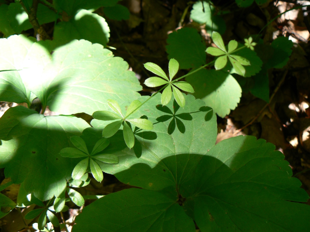 Изображение особи Galium triflorum.