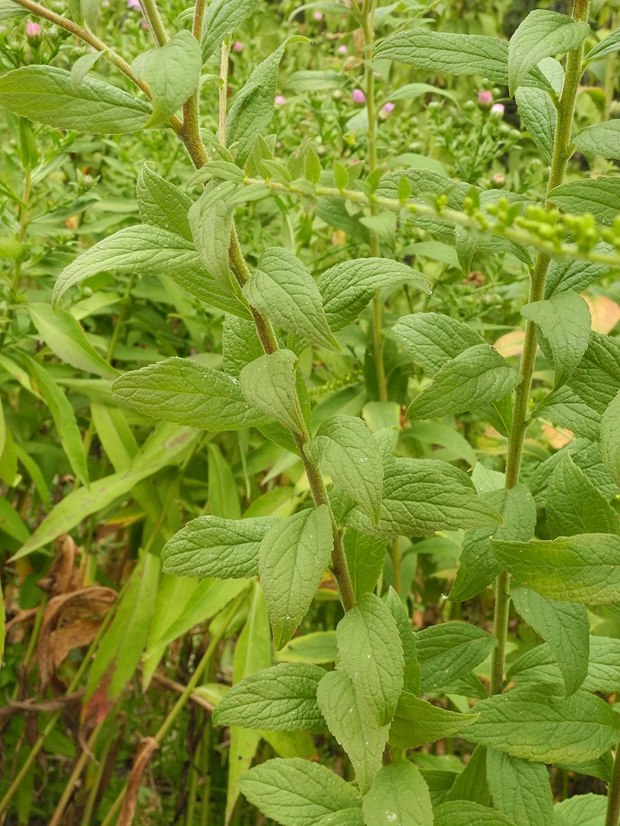 Image of Solidago rugosa specimen.