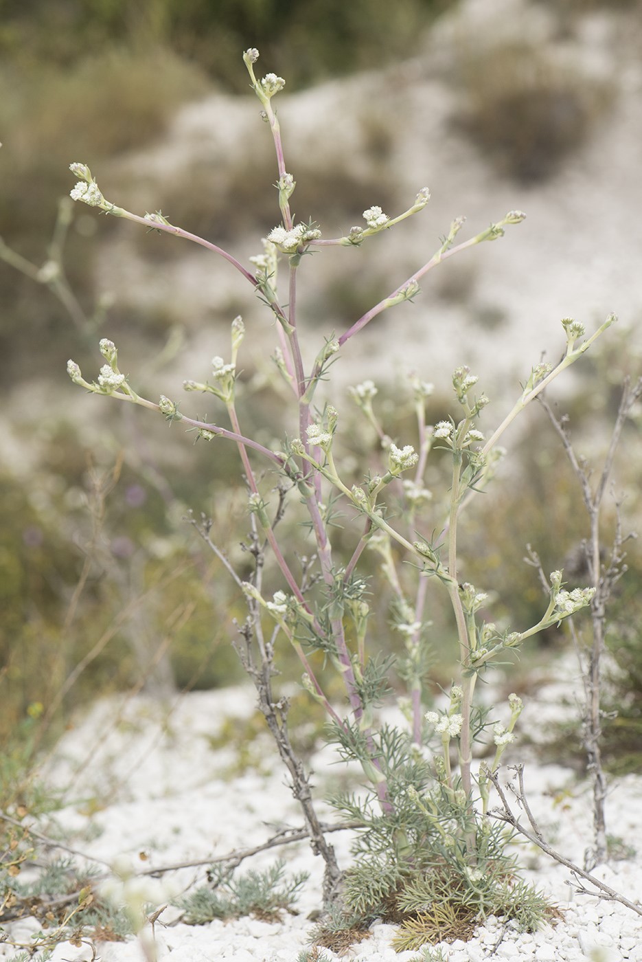 Image of Seseli dichotomum specimen.