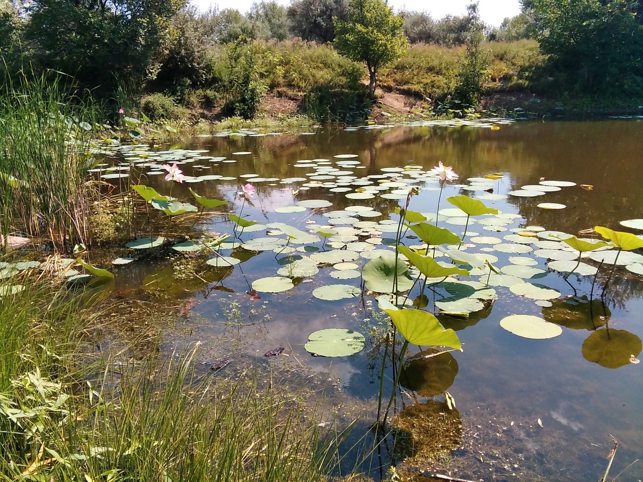 Изображение особи Nelumbo caspica.