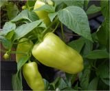 Capsicum annuum