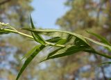 Aconogonon alpinum