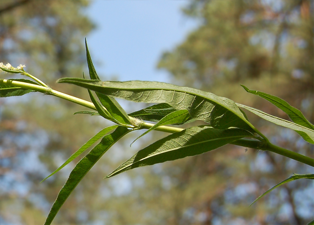 Изображение особи Aconogonon alpinum.