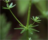 Galium mollugo