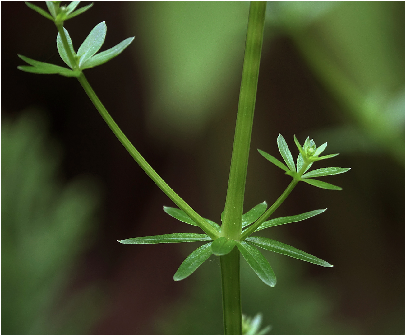 Изображение особи Galium mollugo.